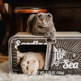 Geschenke aus Hamburg: Katzenkratzmöbel aus Pappe