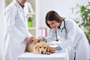 Geschenke Sebnitz: Tierarzt-Gutschein