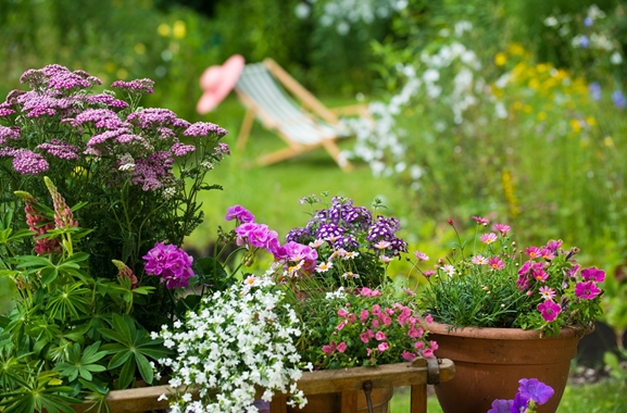 Besondere Geschenkideen aus Soltau: Gartenpflanzen
