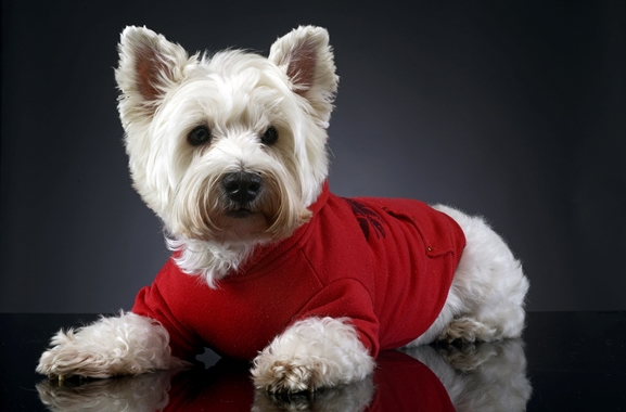 Besondere Geschenkideen aus Buxtehude: Hunde-Fotoshooting
