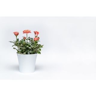 Besondere Geschenkideen aus Soltau: Rosenpflanze